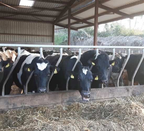 Tipperary dairy farmer lifts butterfat and boosts profits with new feed additive