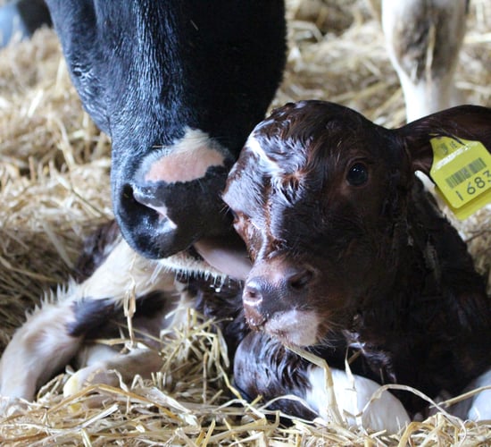 Final call for entries to Glanbia's €5,000 CalfLife photo competition