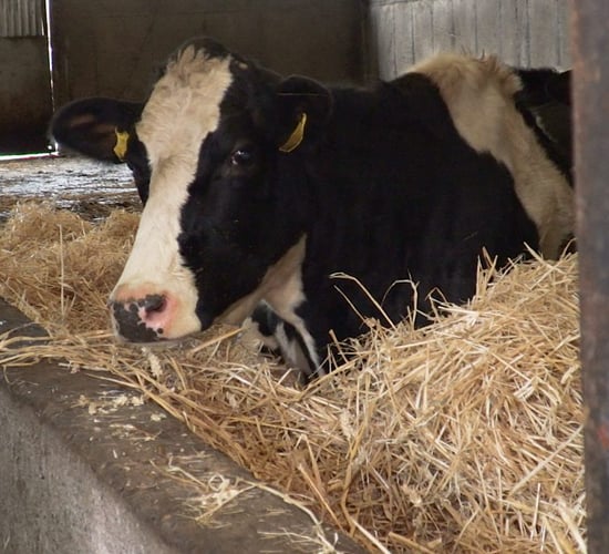 Autumn-calving: Dealing with milk fever cases