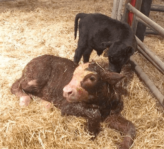 Canadian cow gives birth to whopping 94kg calf