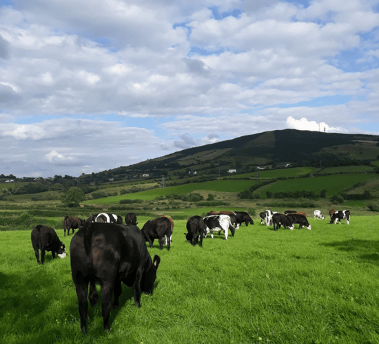 Climate Action Committee decides against GHG tax on agriculture