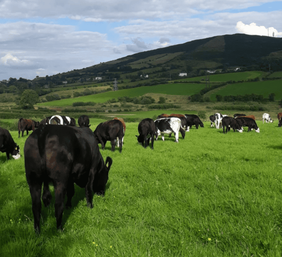 Creed reveals amount spent on TB-related research in 2017/2018
