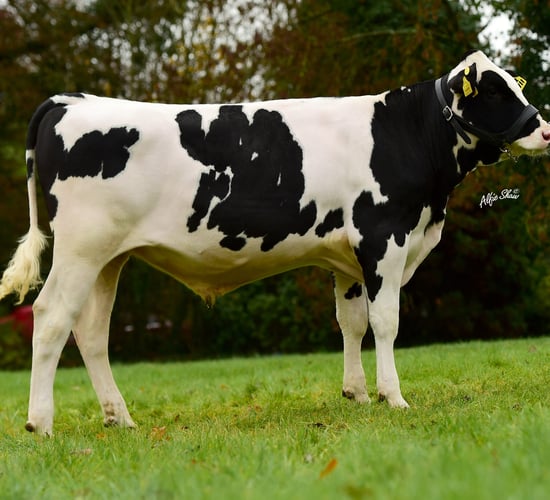 How this Co. Limerick farmer is reaping rewards with Dovea Genetics breeding