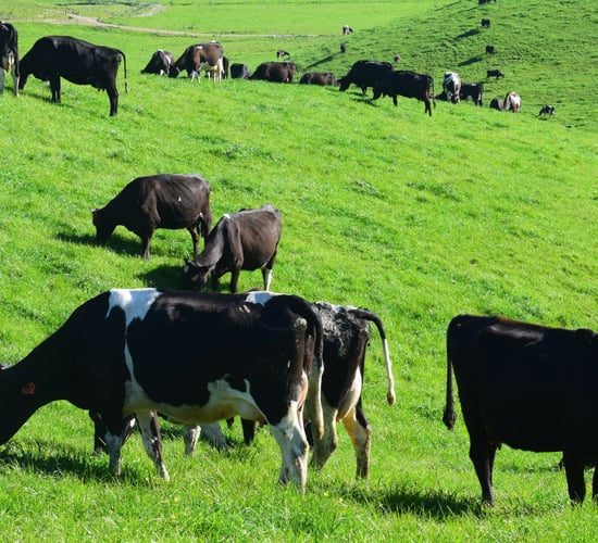 'Any attempt to exclude dairy farmers from beef fund will be rejected' - ICMSA
