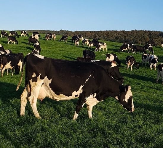 Can you afford to miss this grazing opportunity this summer?