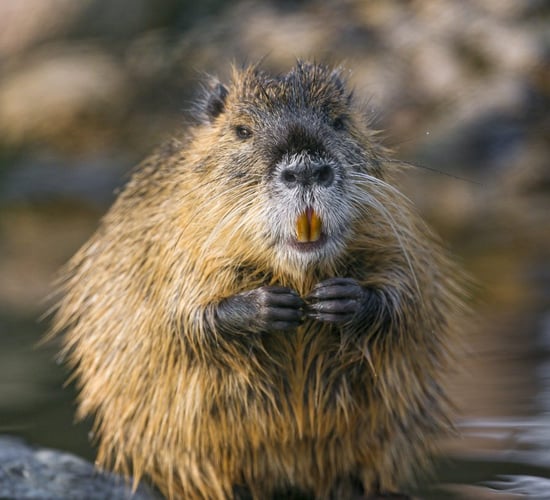 Warning issued as large invasive rodent discovered in Ireland