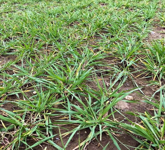 Growing 6-row malting varieties in the winter...take a look
