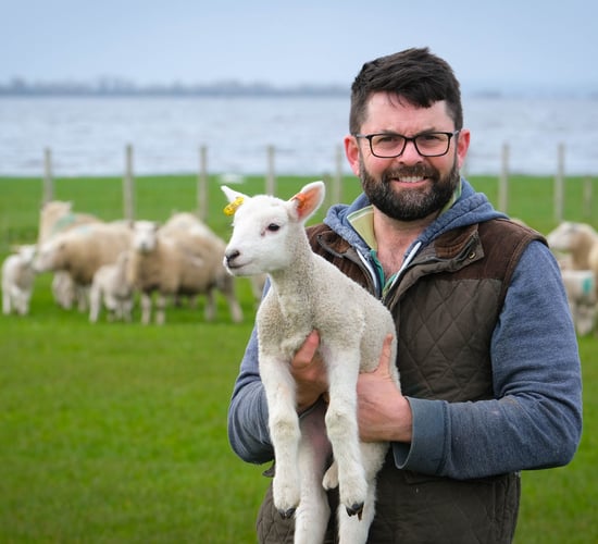 280 ewes lambed in 3 weeks off the shores of Lough Neagh