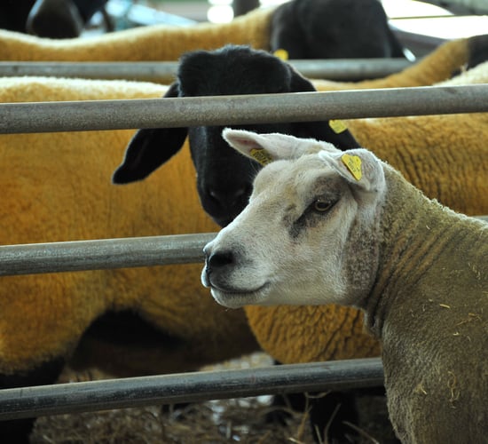 130th Athenry agricultural show changes 'sights' after 50 years at the same venue