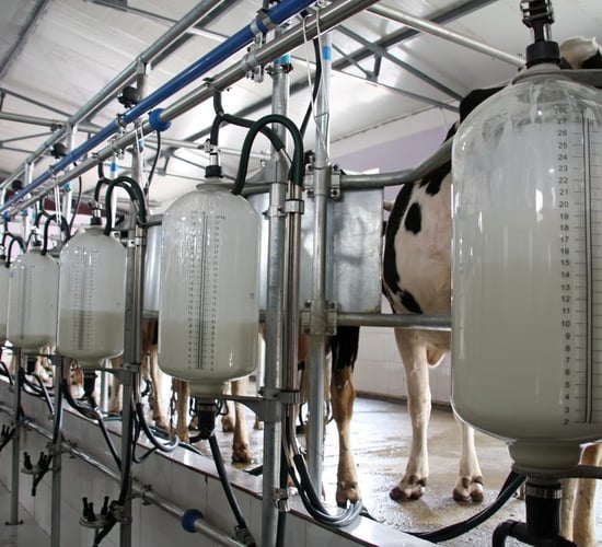 Strong increase in milk volumes in past two weeks - survey