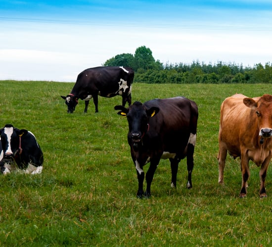 Ryan's comments 'at odds' with government's national herd commitments