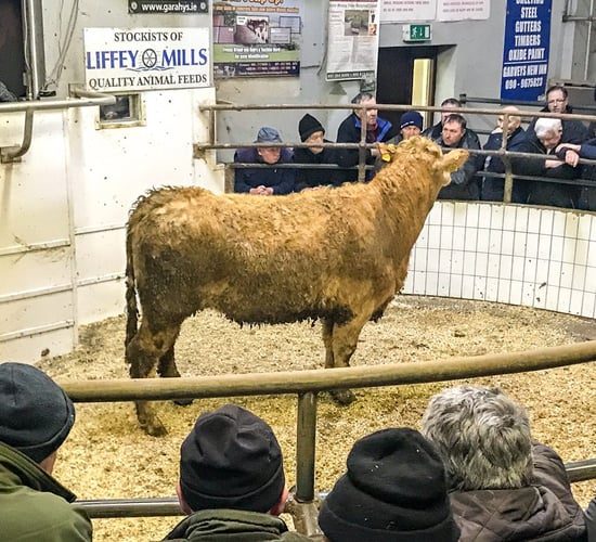 Mart trade: Weather slows momentum at the ringside