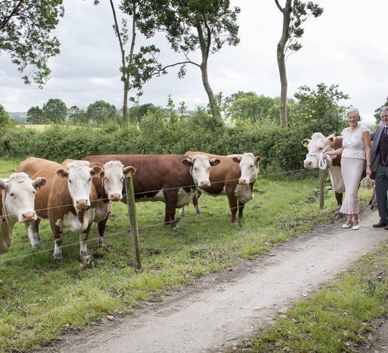 Is Millbawn Polly Ireland's oldest pedigree cow?