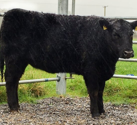 Pedigree Angus heifer up for grabs in AgSoc Grand Raffle