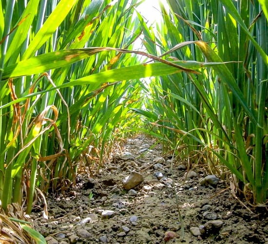 CROPS WATCH returns next week...winter barley is first up