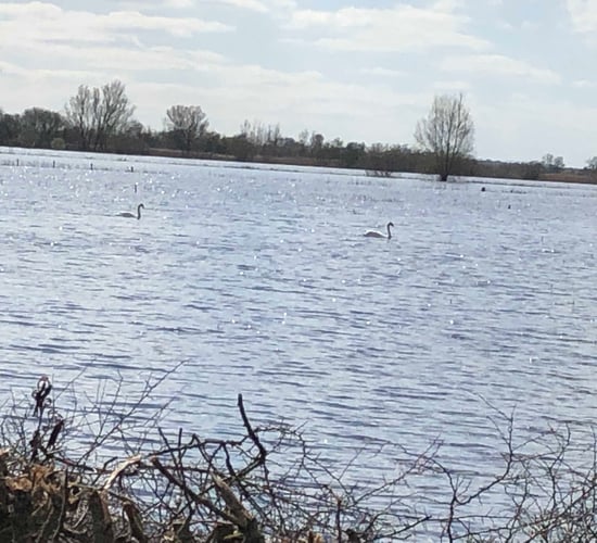 TD calls for 'Save our Shannon' to be on flood working group