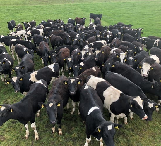 How many replacement heifers do you need to breed on your farm?