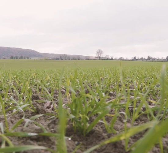 Post-emergence herbicide options on winter cereals
