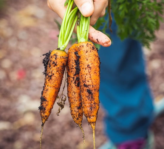 Investment in automation critical to a competitive field-vegetable sector - report