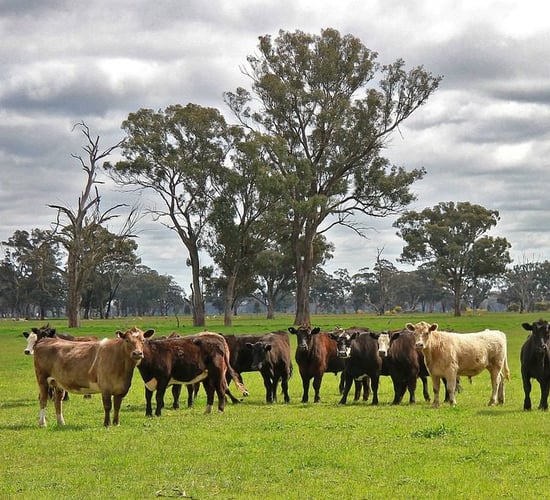 Survey reveals 'optimism' among Australian beef producers