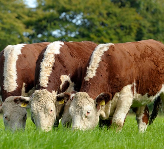 Why Irish Hereford Prime truly is the best of beef