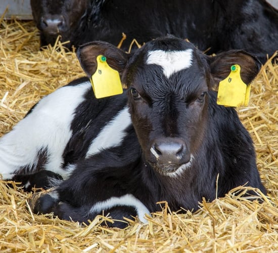 What could have caused an abortion in a cow or heifer?