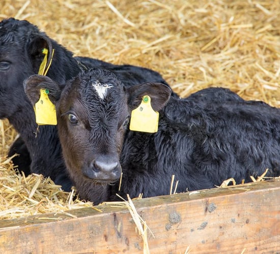 Nearly 20,000 farmers apply for BEEP