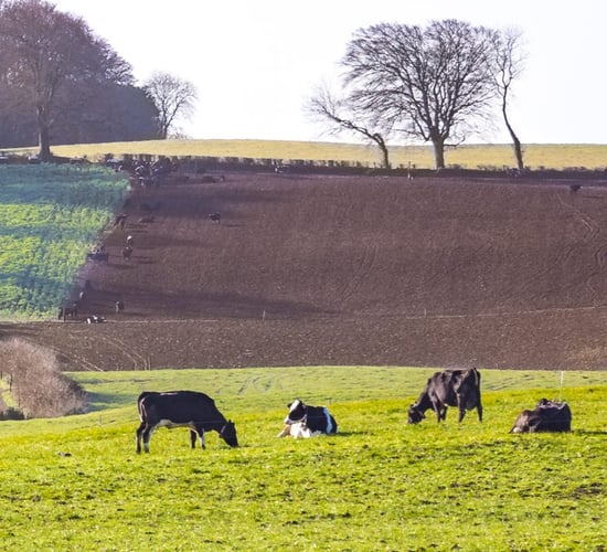 Reseeding: Abergain tops the PPI list