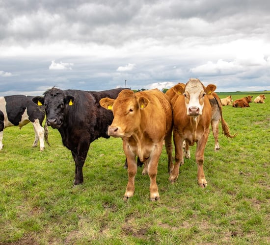 'Secret margins': TD calls for price transparency from meat industry