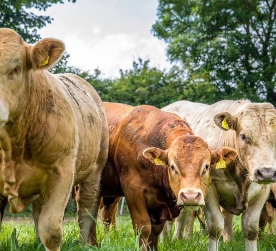 Farmers offer 12,000 cattle for potential deal with Algerian buyers