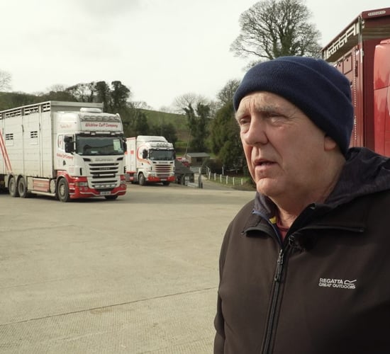 Export focus: Shipping thousands of dairy calves to Dutch and Spanish markets