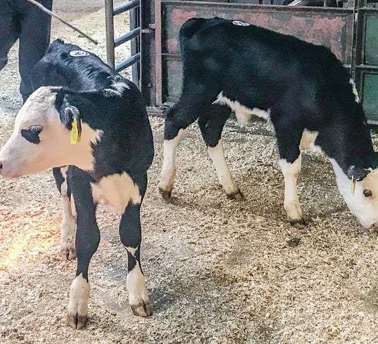 Calf trade: Strong farmer demand currently driving the market