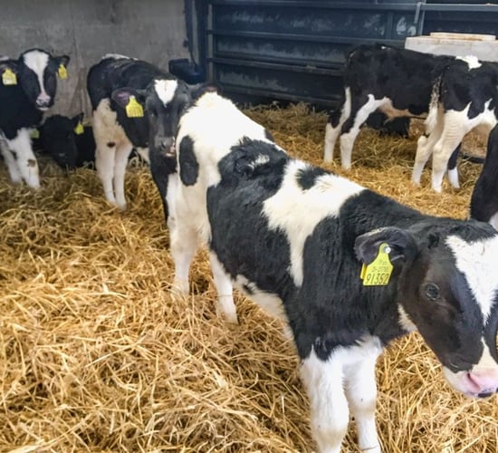 Calf price offered by live exporters criticised by ICMSA