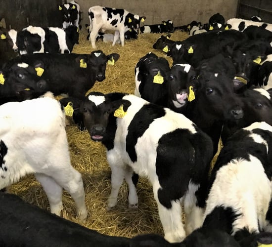 Possibility of Irish veal industry discussed at ICMSA AGM