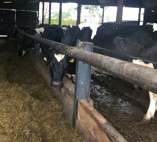 Late calvers: Will they cost you money or make you money?