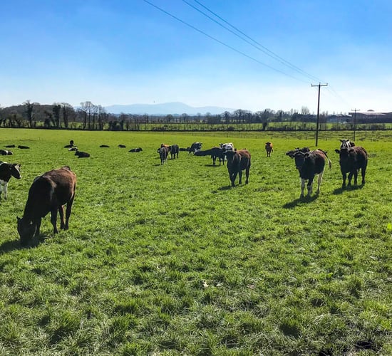 Dairy beef scheme budget to exceed €10m per year from 2025
