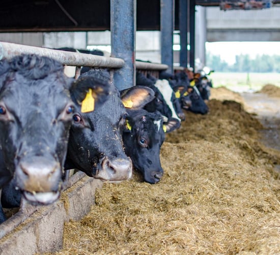Breed packs announced for the 2020 Gene Ireland programme