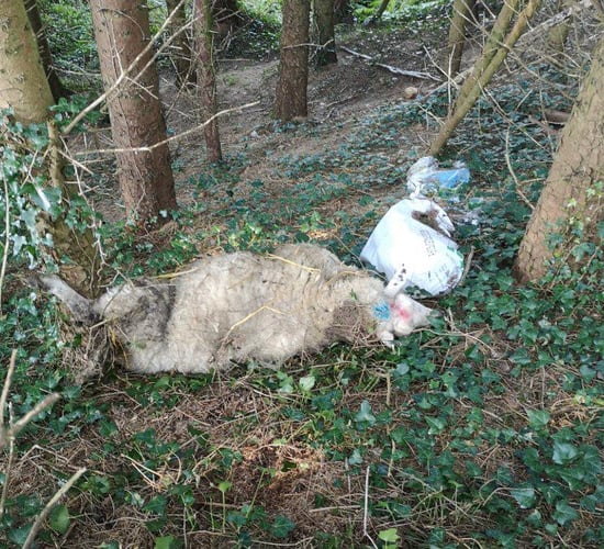 Dead sheep dumped on farmer's land in the south
