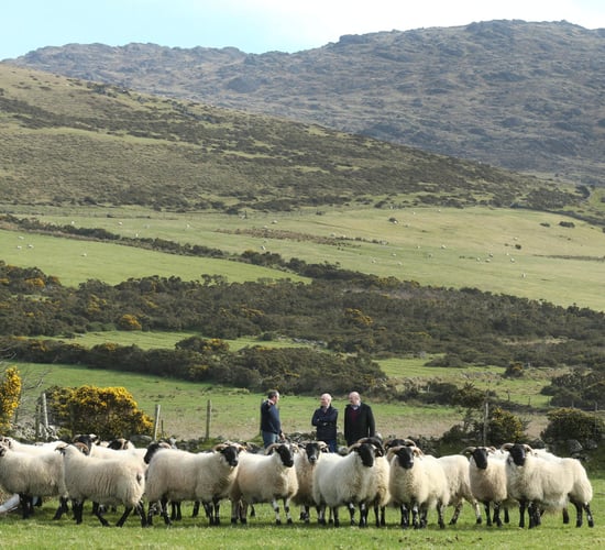 3,000-4,000 sheep affected by dog attacks in Ireland each year