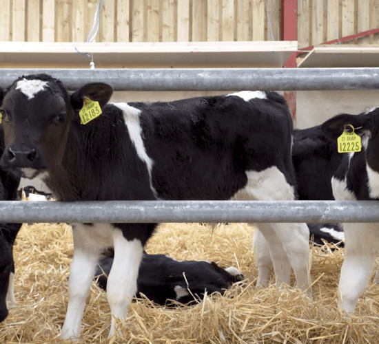 Poll results: 22% of dairy respondents to sell calves for export