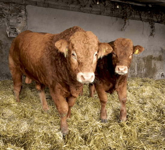 When is it appropriate to let out the stock bull?