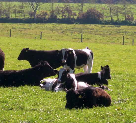 120 calves sourced; turnout achieved; and grazing in full swing in Co. Kildare