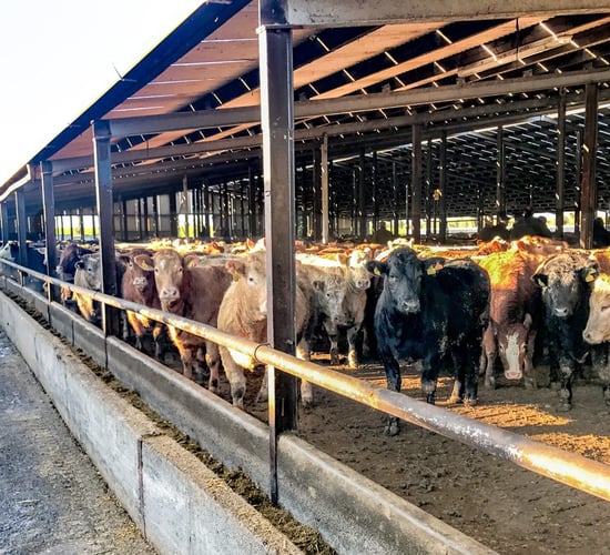416,500 factory cattle came from feedlots in 2022
