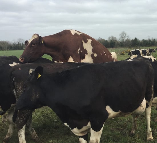 Checklist: Here's your complete pre-breeding guide