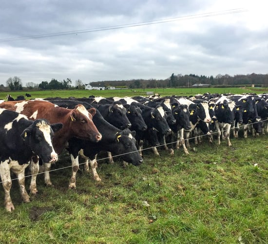 Picking bulls which complement your herd