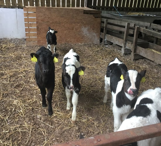 Dairy farmers should 'pay beef farmers to contract rear male dairy calves' - ICSA