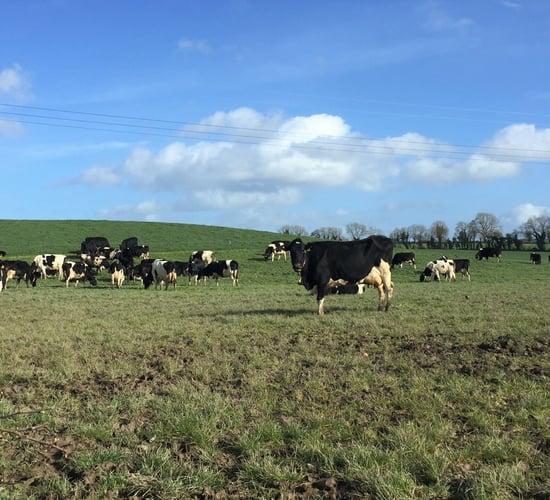 Grass growth: Heavy rain makes grazing even more challenging