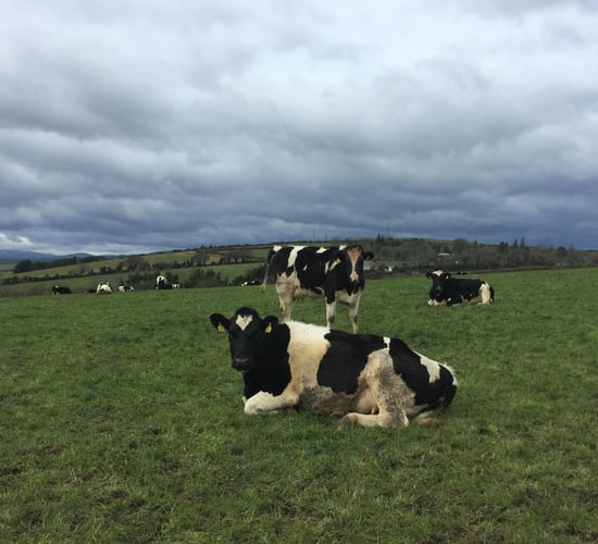 Young cows and heifers commanding high prices