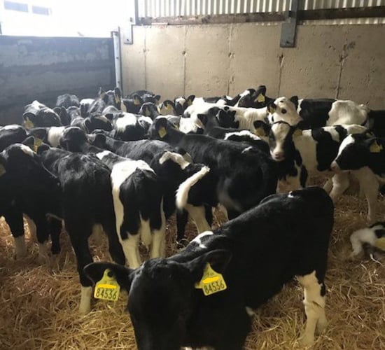 Friesian bull calves on DoneDeal...for free