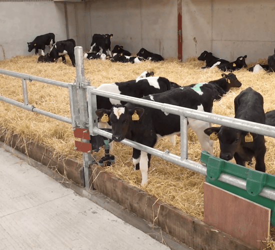Dairy advice: Transitioning calves to once-a-day feeding